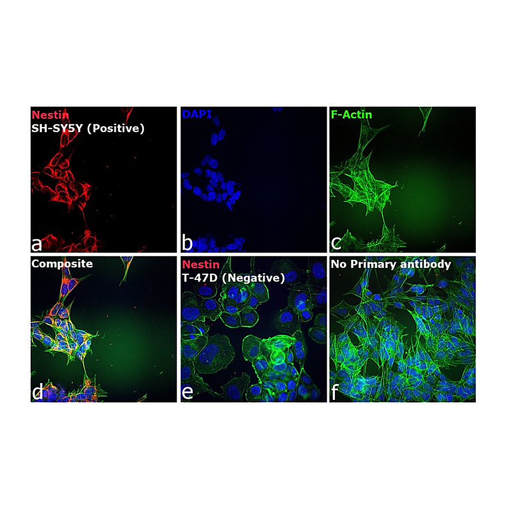 Thermo Fisher Scientific Donkey anti-Mouse IgG (H+L) Highly Cross-Adsorbed Secondary Antibody, Alexa Fluor Plus 594