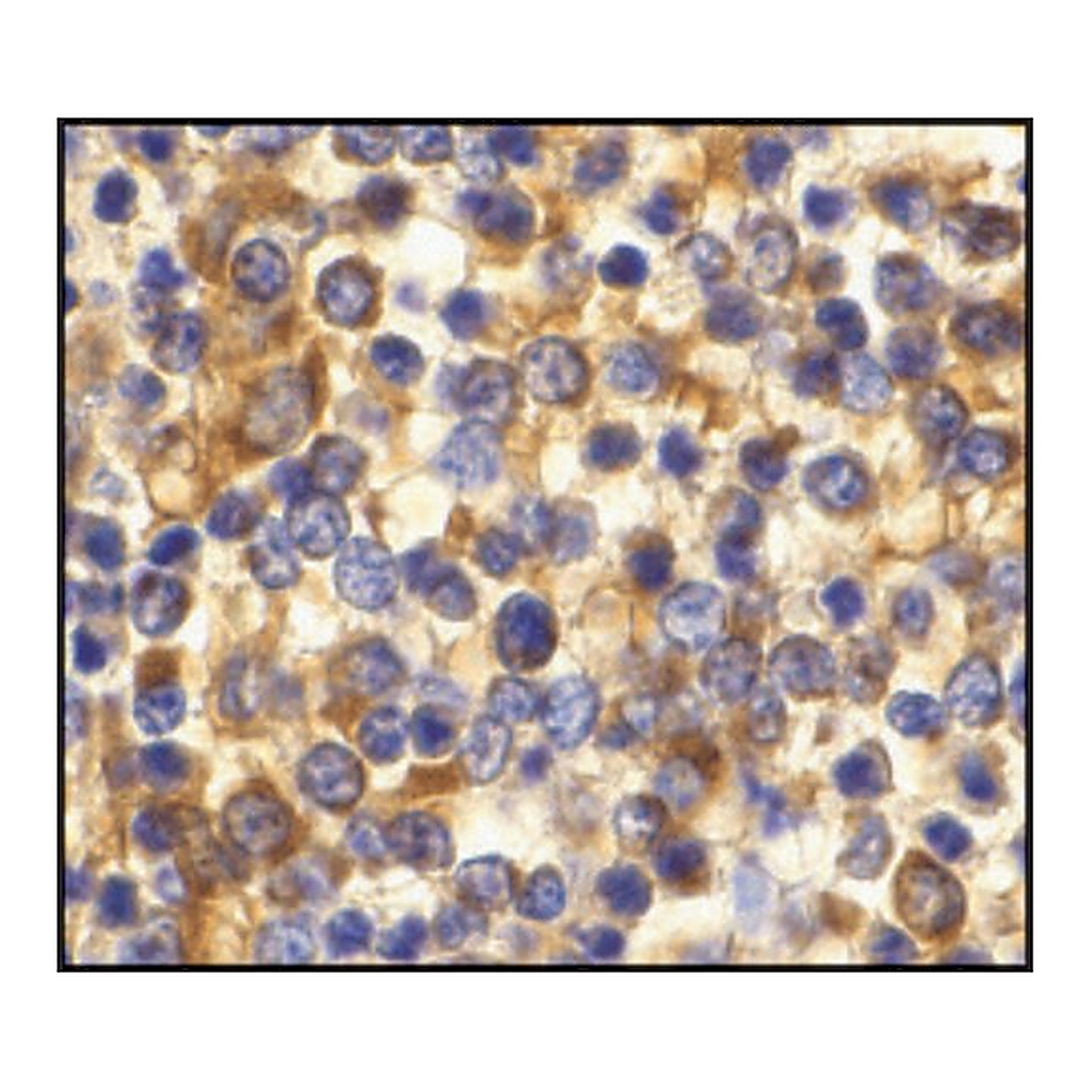 Merck Anti-CCR3 antibody produced in rabbit