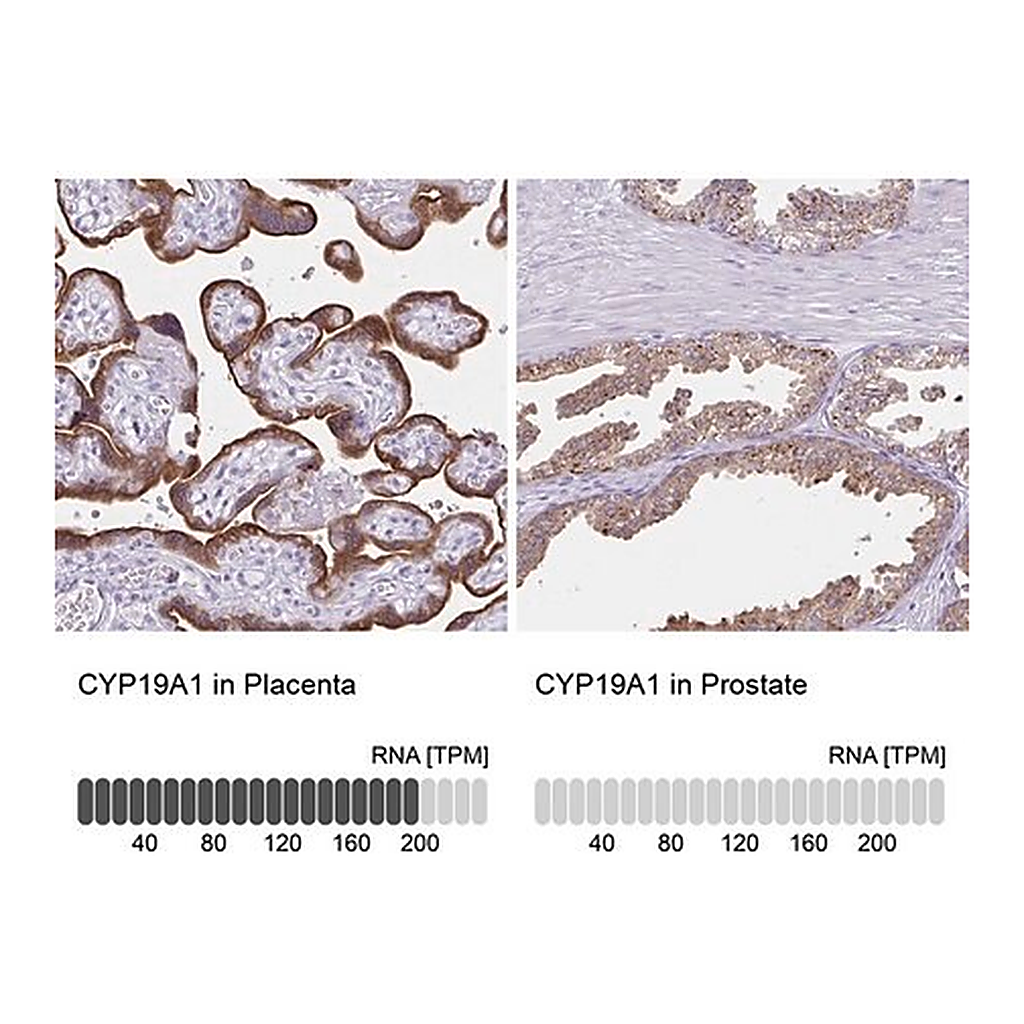 Merck Anti-CYP19A1 antibody produced in rabbit