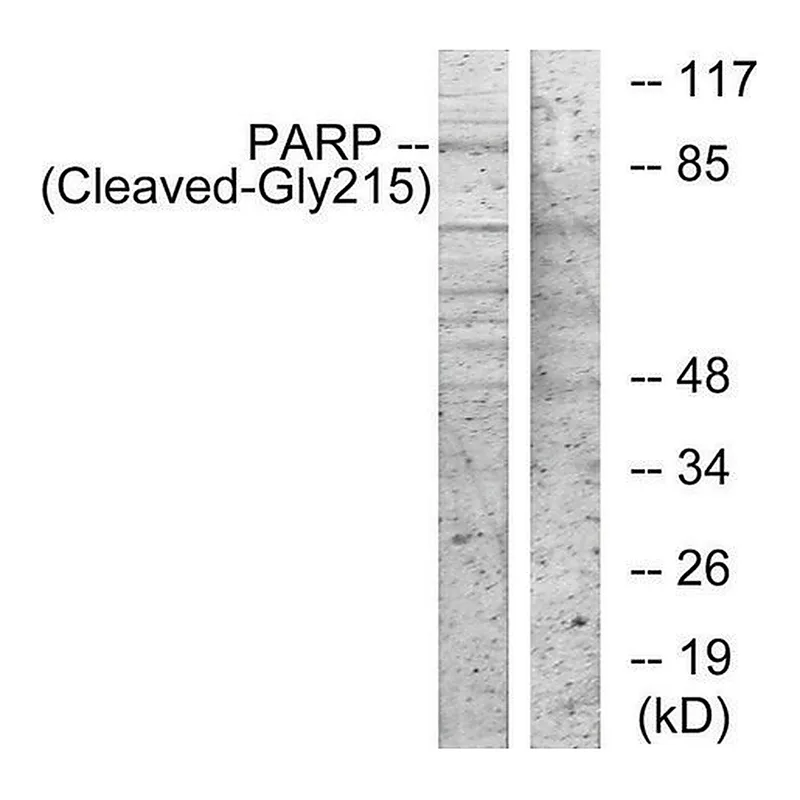Merck Anti-PARP (Cleaved-Gly215) antibody produced in rabbit