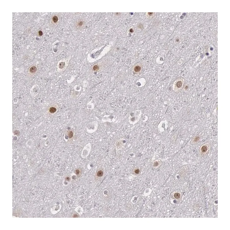 Merck Anti-NKAP antibody produced in rabbit