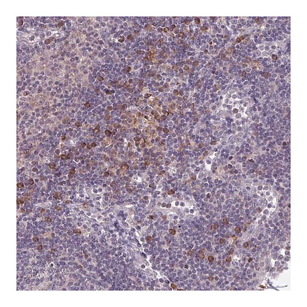 Merck Anti-CD1E antibody produced in rabbit