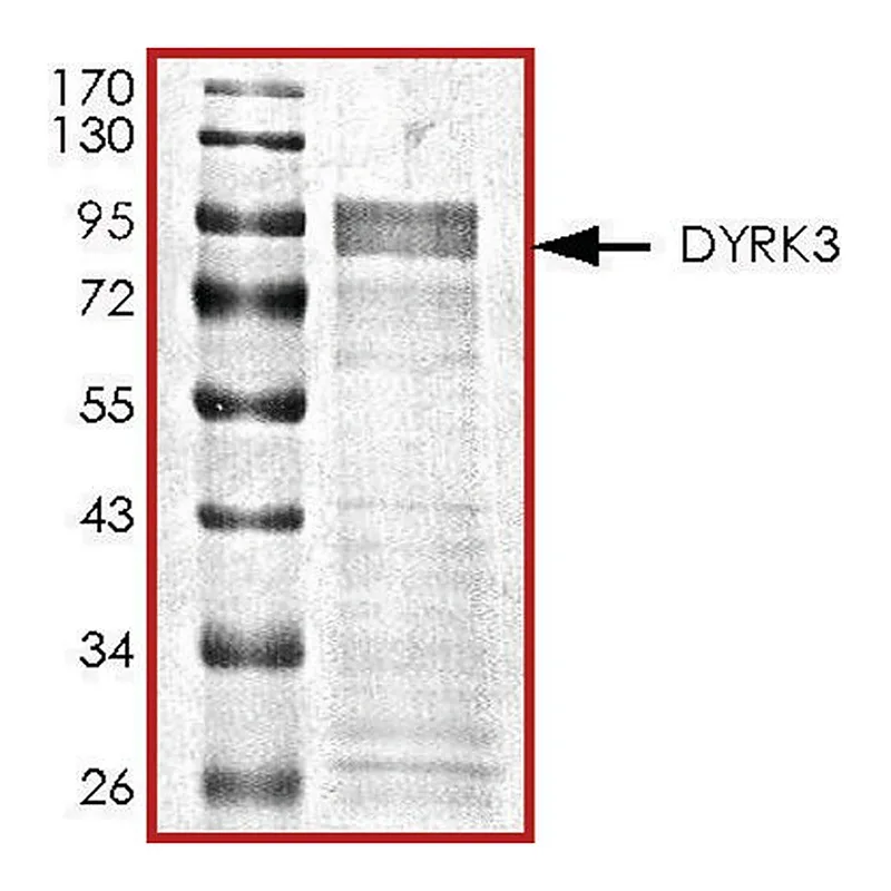 Merck DYRK3, active, GST tagged human