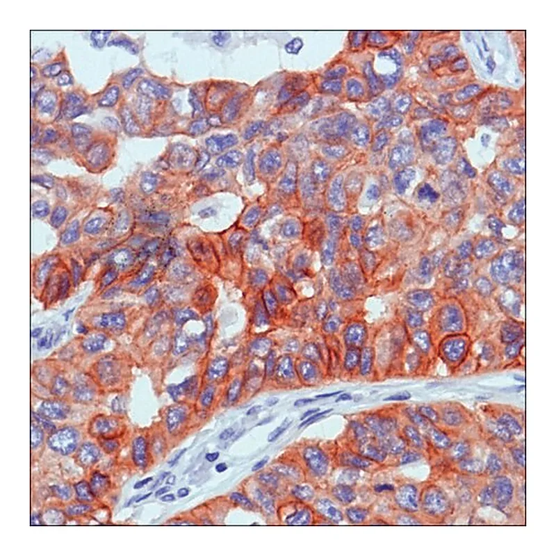 Merck Anti-EGFR antibody, Rabbit monoclonal