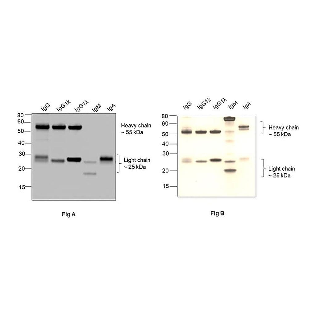 Thermo Fisher Scientific Goat anti-Human IgG (H+L) Superclonal Secondary Antibody