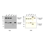 Thermo Fisher Scientific Goat anti-Human IgG (H+L) Superclonal Secondary Antibody