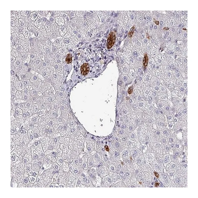 Merck Anti-POLR2J antibody produced in rabbit