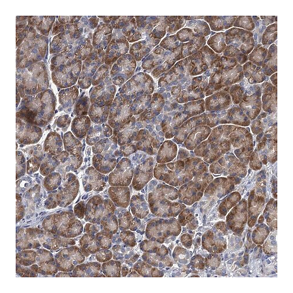 Merck Anti-ALG2 antibody produced in rabbit