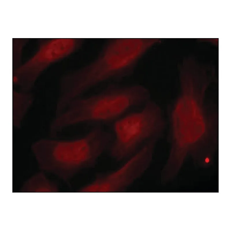 Merck Anti-phospho-H2AFX (pSer139) antibody produced in rabbit