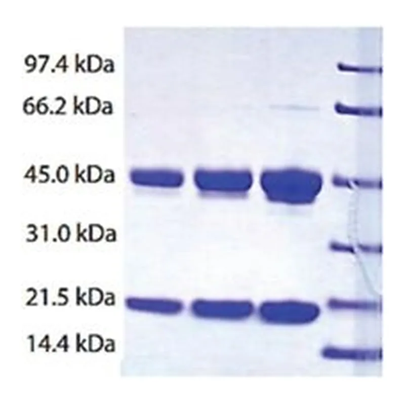 Merck HAPTOGLOBIN,(PHENOTYPE2-2)HUMAN PLASMA