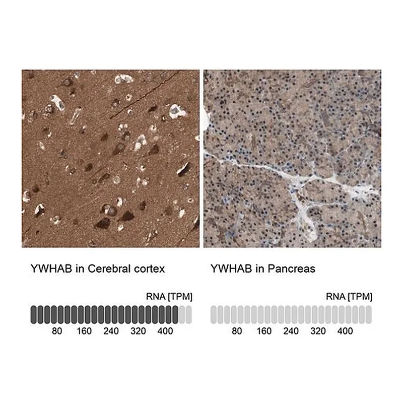 Merck Anti-YWHAB antibody produced in rabbit