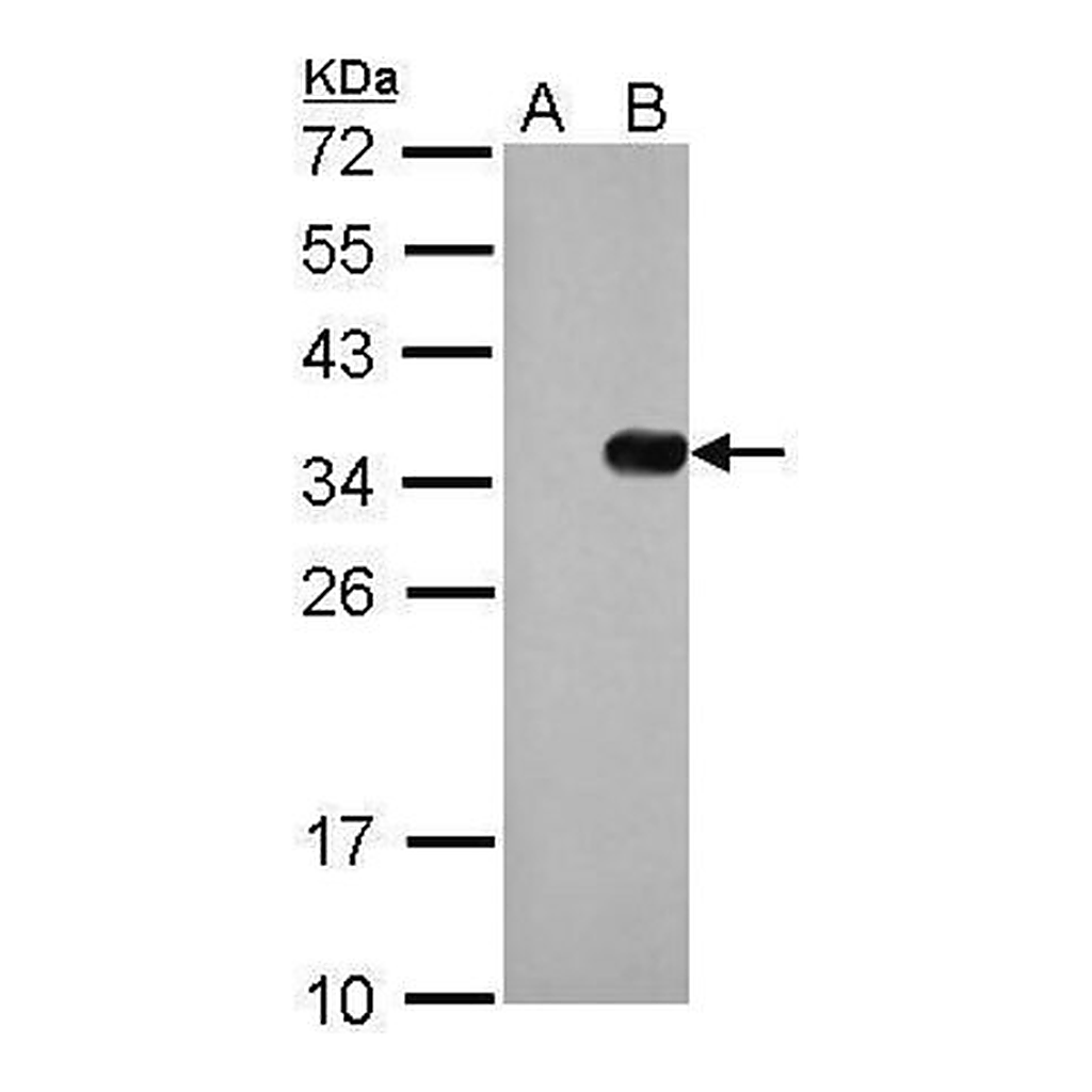 Merck Monoclonal Anti-S Tag antibody produced in mouse