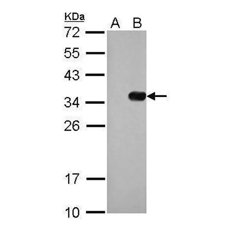 Merck Monoclonal Anti-S Tag antibody produced in mouse