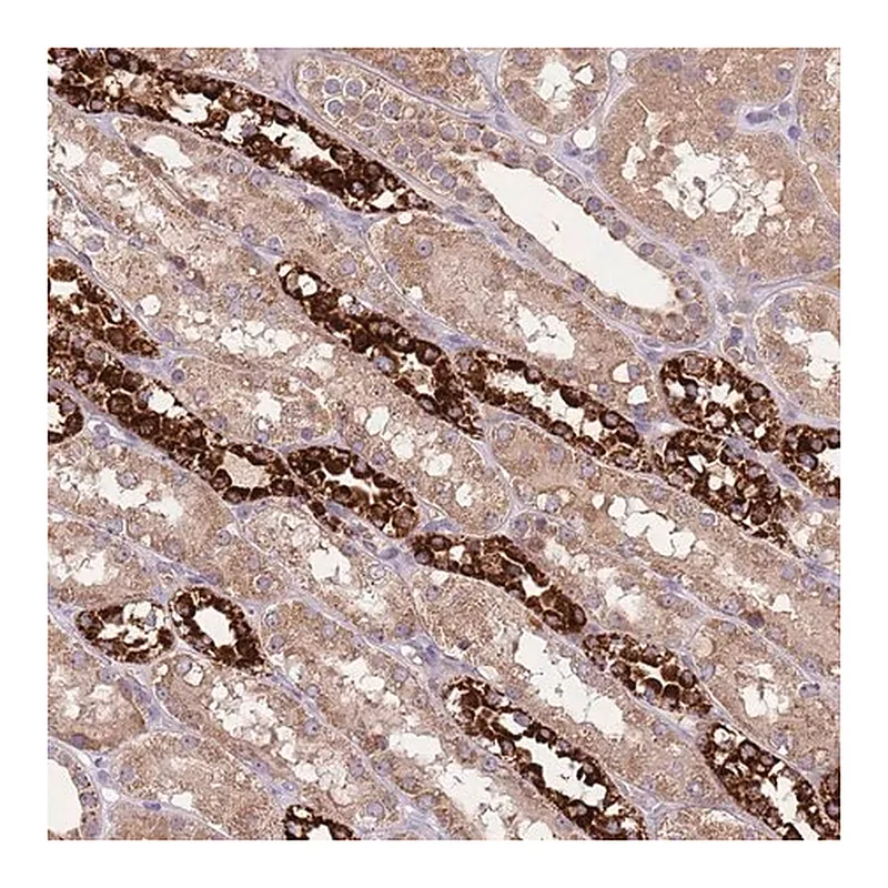Merck Anti-FECH antibody produced in rabbit