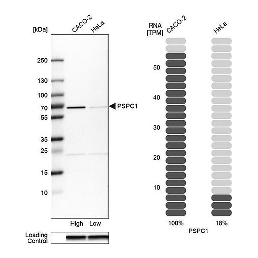 Merck Anti-PSPC1 antibody produced in rabbit