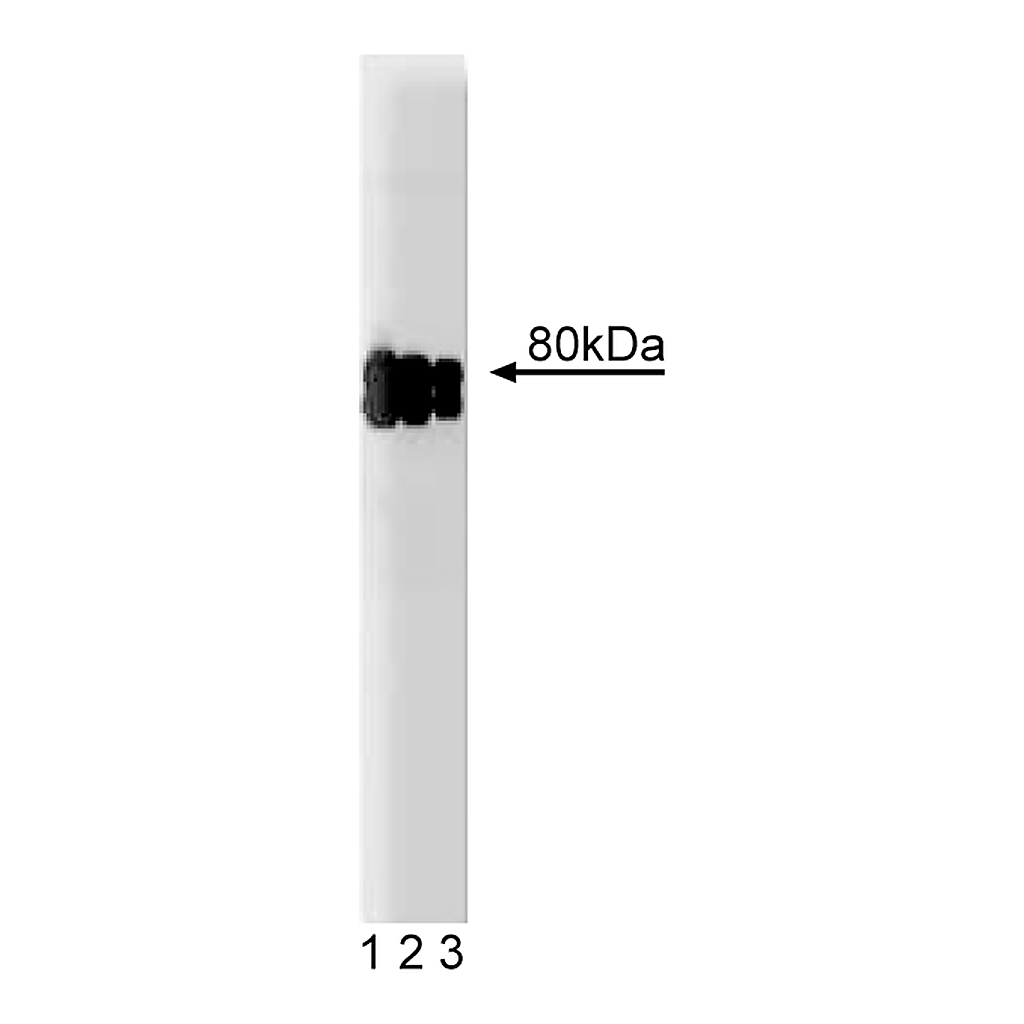 BD Purified Mouse Anti-Human CLA-1