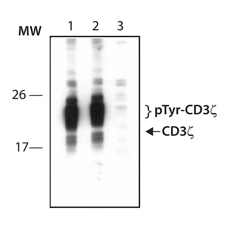 Merck Anti-phospho-CD3zeta (pTyr142) antibody produced in rabbit