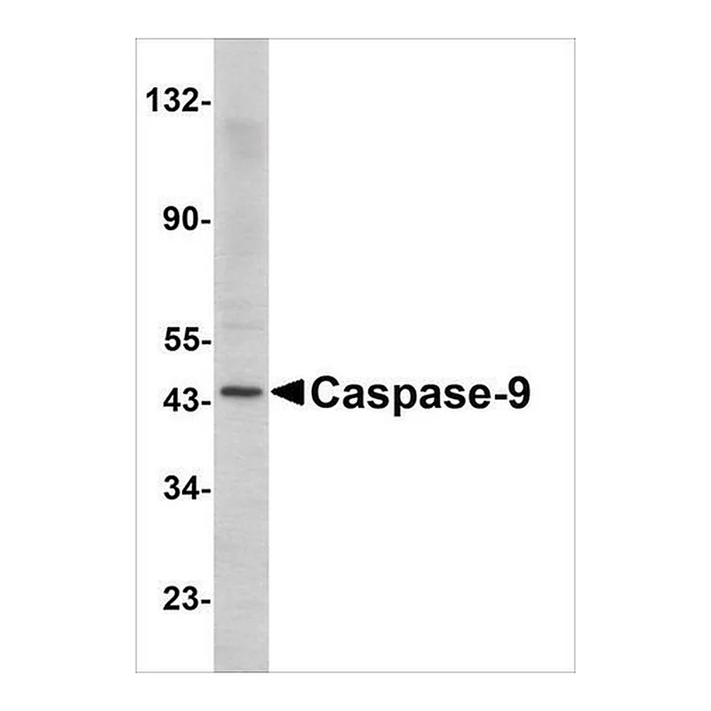Merck Anti-Caspase-9 antibody produced in rabbit