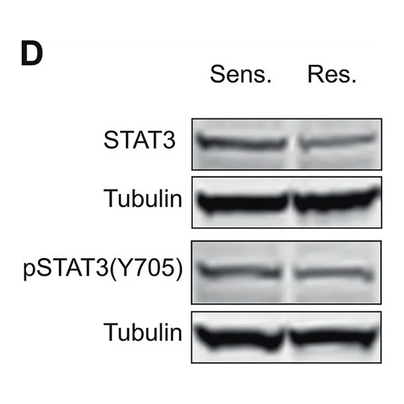 Merck Anti-phospho-STAT3 (pTyr705) antibody produced in rabbit