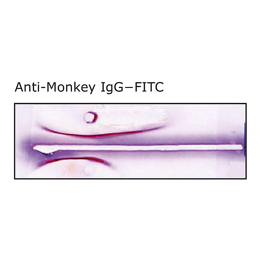 Merck Anti-Monkey IgG (whole molecule)-FITC antibody produced in rabbit