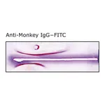 Merck Anti-Monkey IgG (whole molecule)-FITC antibody produced in rabbit