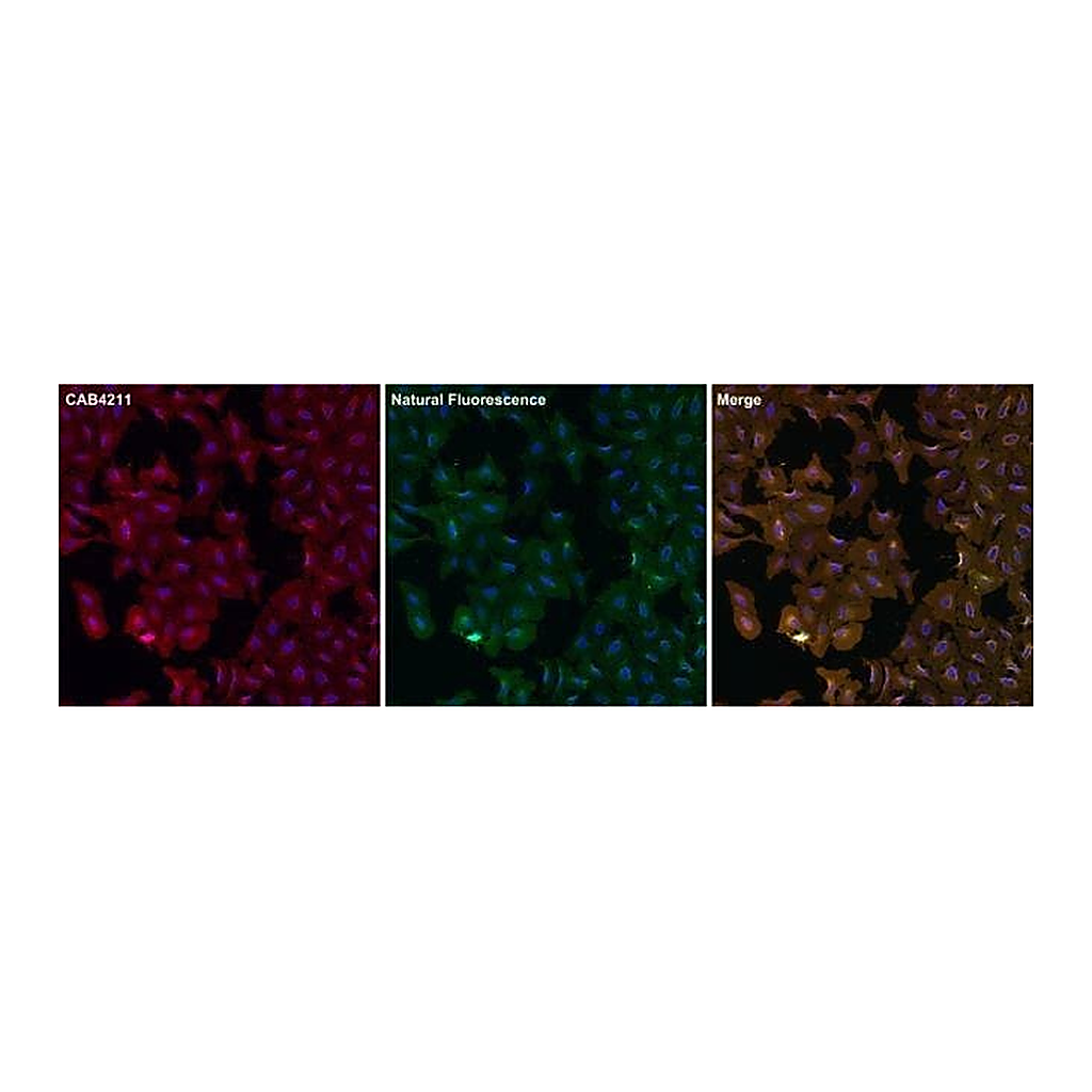 Thermo Fisher Scientific Goat anti-Rabbit IgG (H+L) Secondary Antibody, DyLight 550