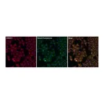 Thermo Fisher Scientific Goat anti-Rabbit IgG (H+L) Secondary Antibody, DyLight 550