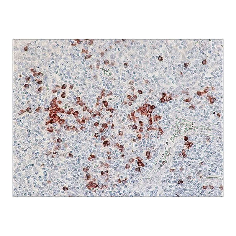 Merck Anti-Human Lambda Light Chains (Bound and Free)-Peroxidase antibody produced in goat