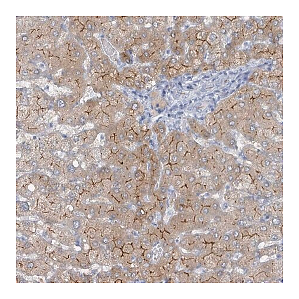 Merck Anti-GAMT antibody produced in rabbit