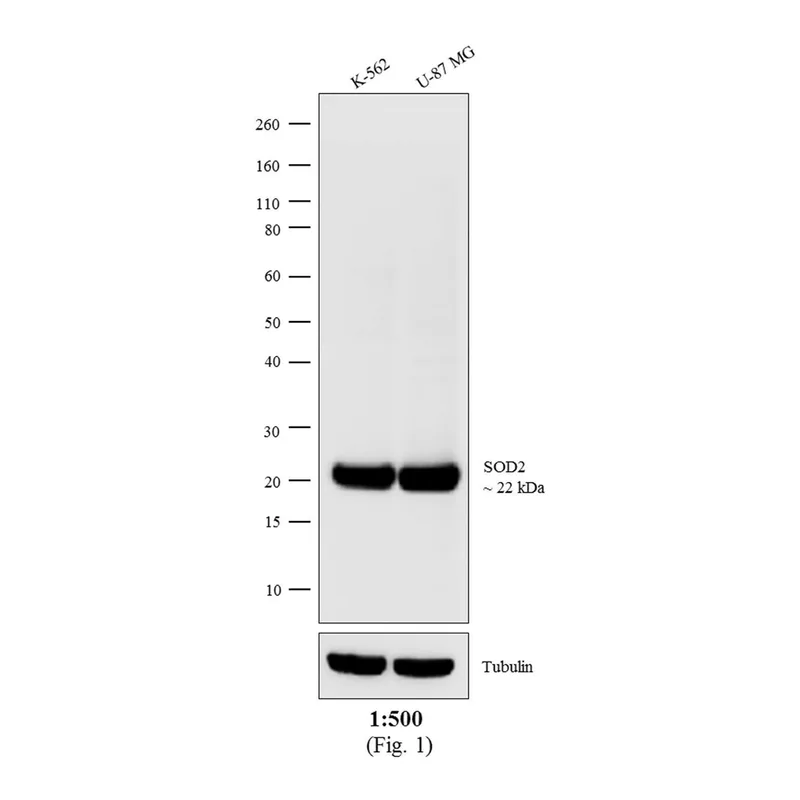 Thermo Fisher Scientific Chicken anti-Mouse IgG (H+L) Cross-Adsorbed Secondary Antibody, Biotin