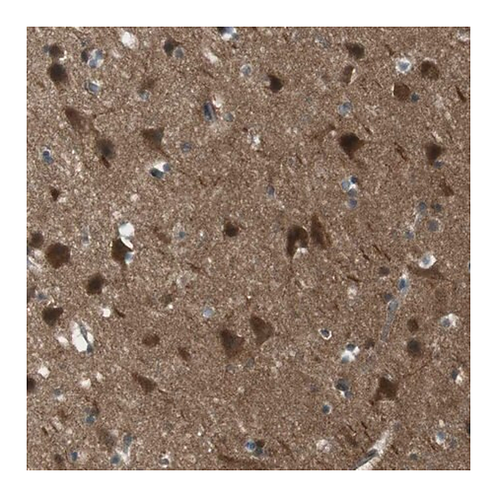 Merck Anti-MFAP3 antibody produced in rabbit