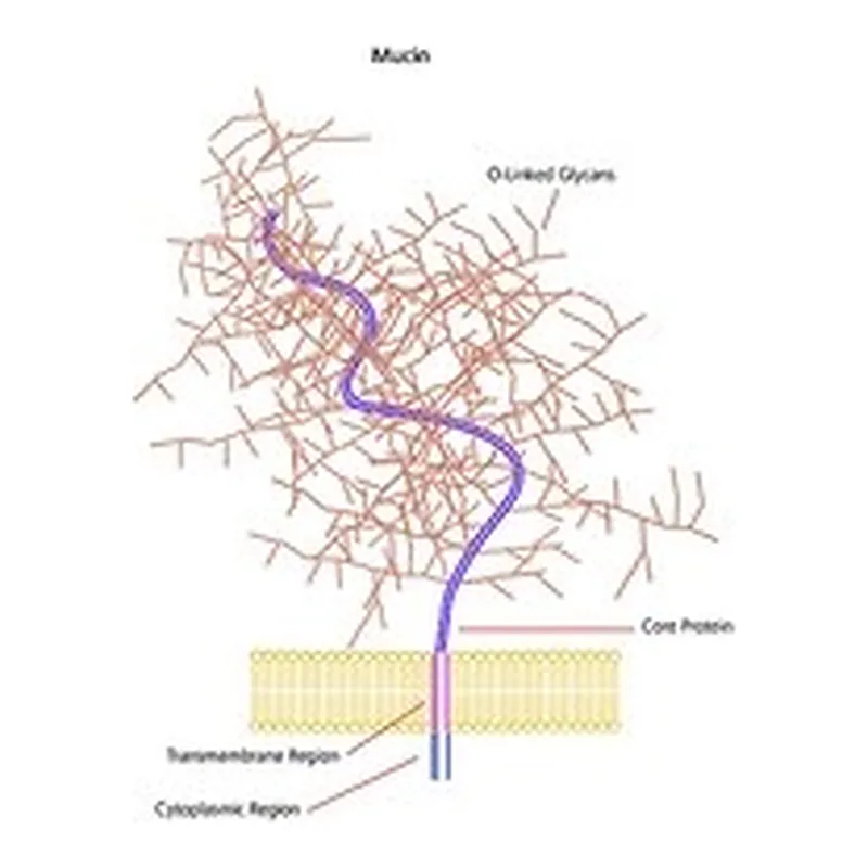 Merck MUCIN TYPE I-S