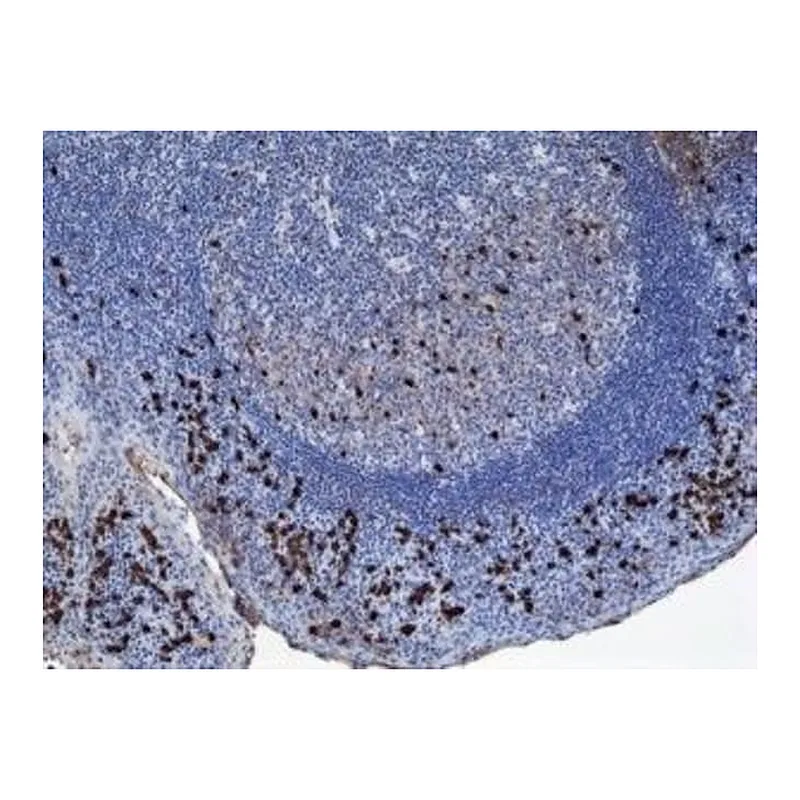Thermo Fisher Scientific Rabbit anti-Human IgA1 Recombinant Secondary Antibody