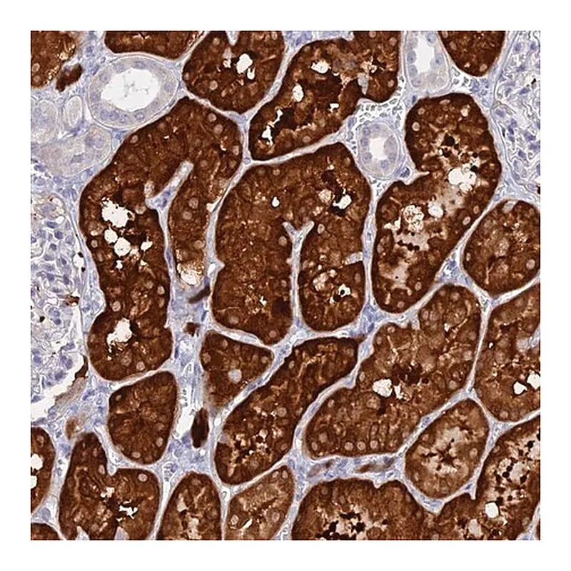 Merck Anti-DACT3 antibody produced in rabbit
