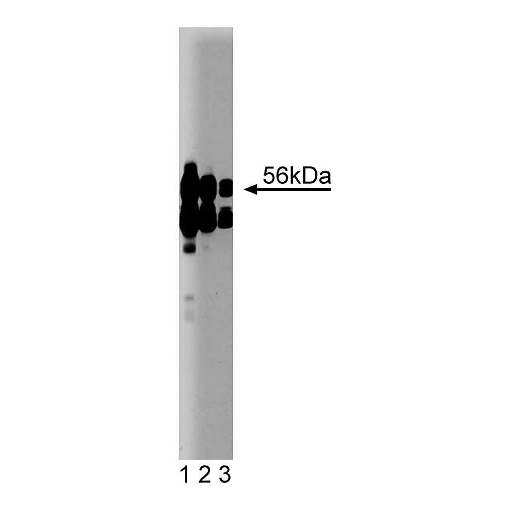 BD Purified Mouse Anti-B56α