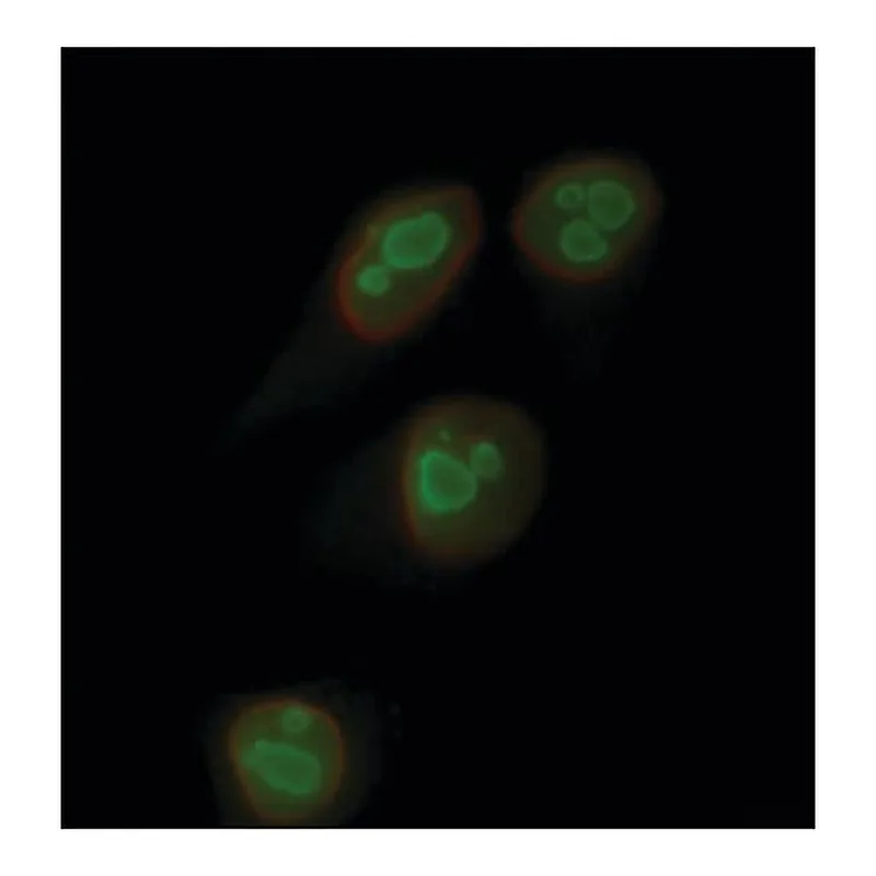 Merck Anti-Nucleolin-Atto 488 antibody produced in rabbit