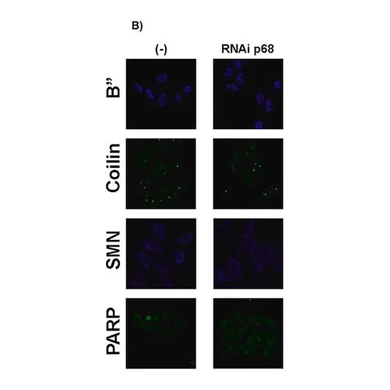 Merck Anti-Coilin antibody, Mouse monoclonal