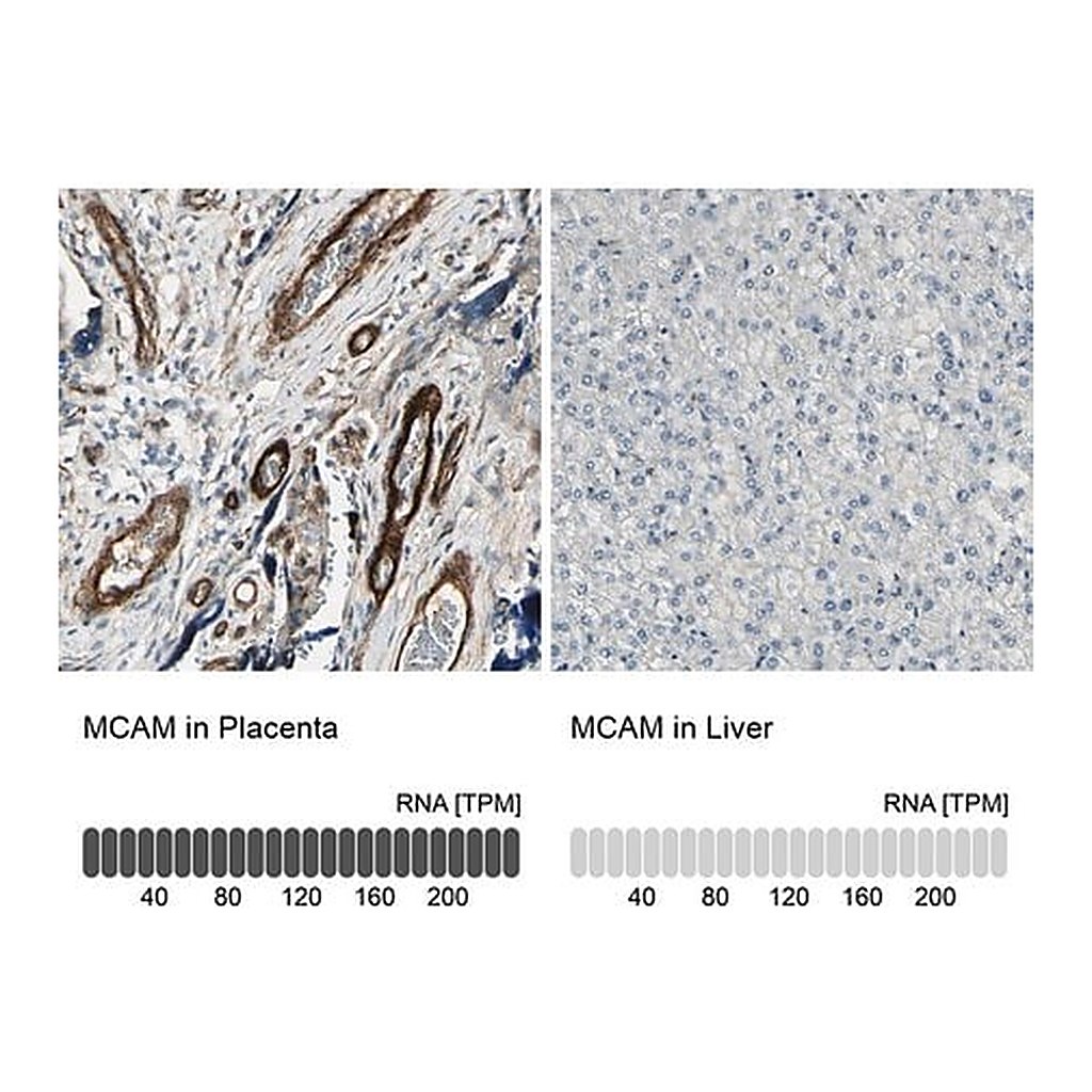 Merck Anti-MCAM antibody produced in rabbit