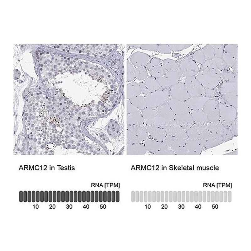 Merck Anti-ARMC12 antibody produced in rabbit