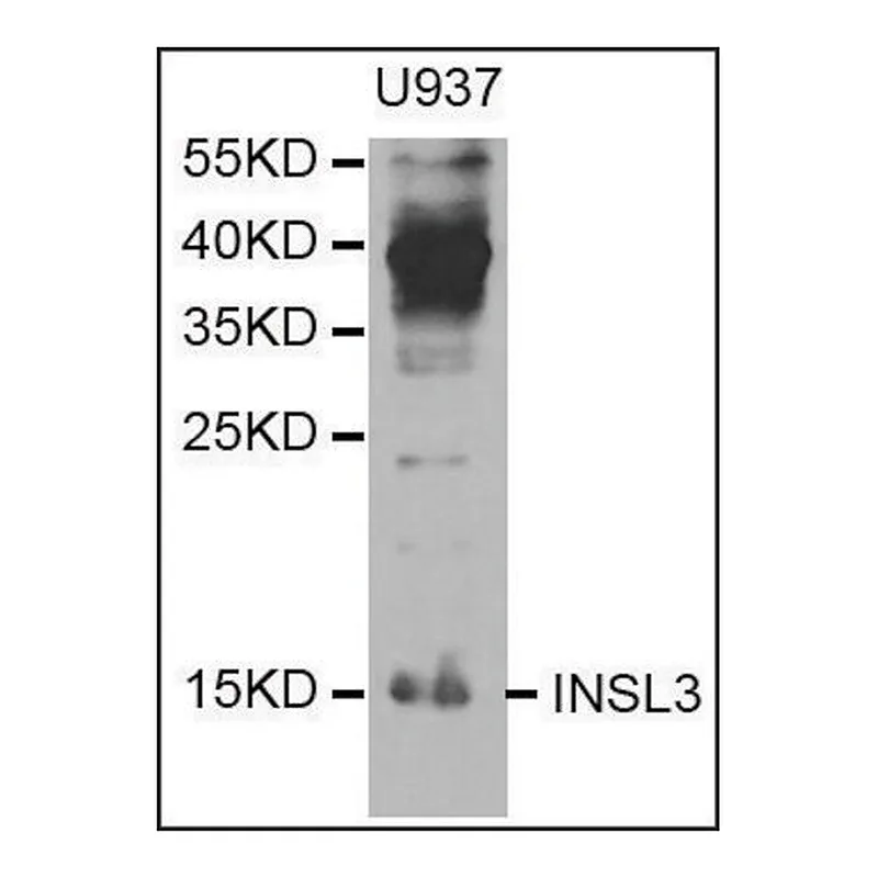 Merck Anti-INSL3 antibody produced in rabbit