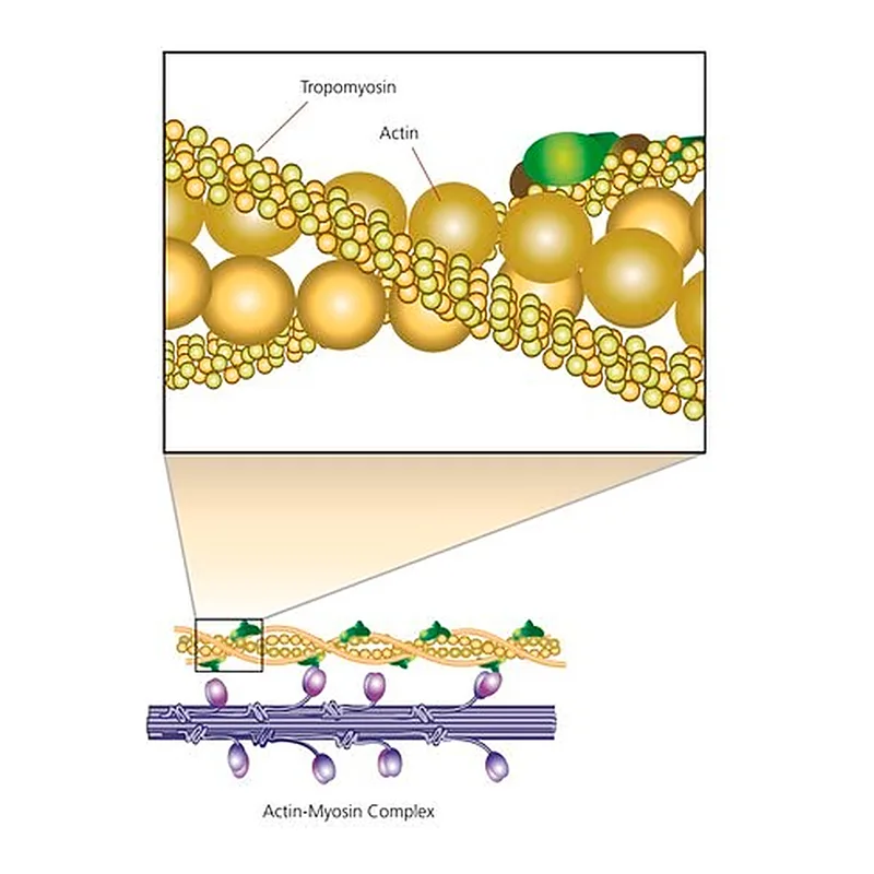 Merck Tropomyosin from porcine muscle