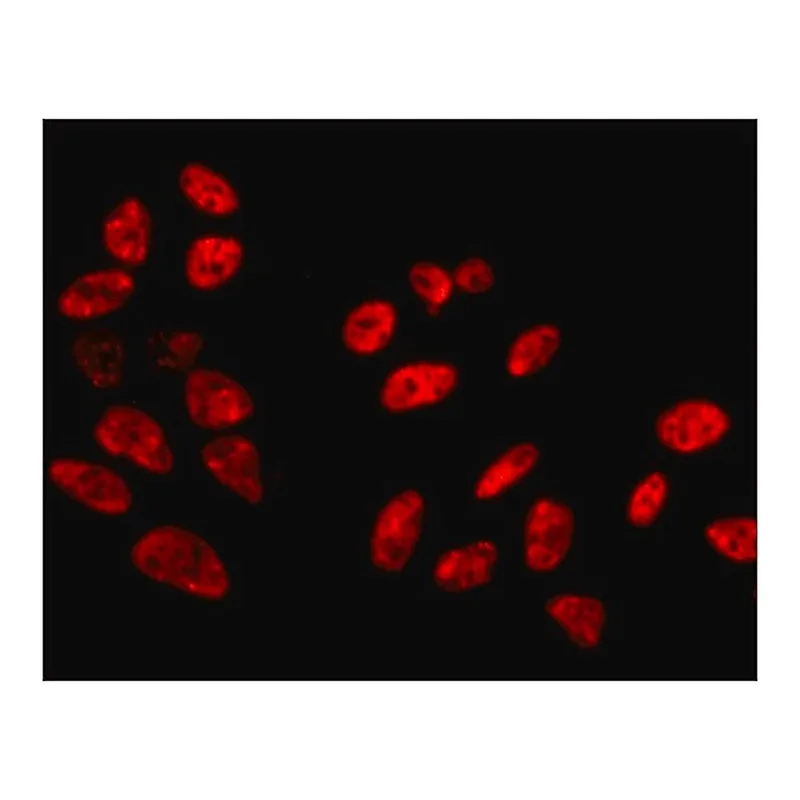 Merck Anti-SFPQ antibody, Mouse monoclonal