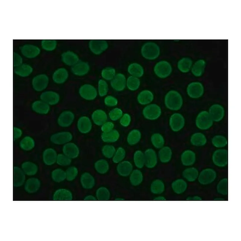 Merck ANTI-HUMAN IGG (FAB SPECIFIC) FITC &