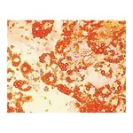 Himedia HiDiff Adipogenesis Assay Kit