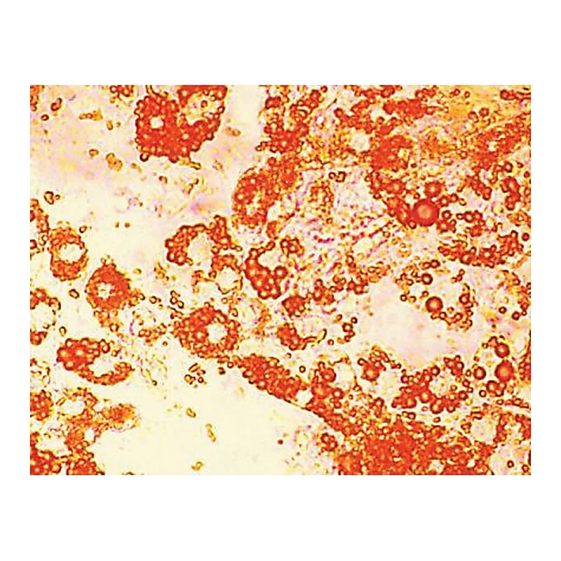 Himedia HiDiff Adipogenesis Assay Kit