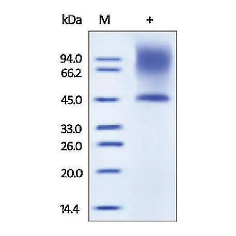 Merck Decorin/Bone proteoglycan II human