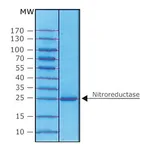 Merck NITROREDUCTASE FROM ESCHERICHIA COLI