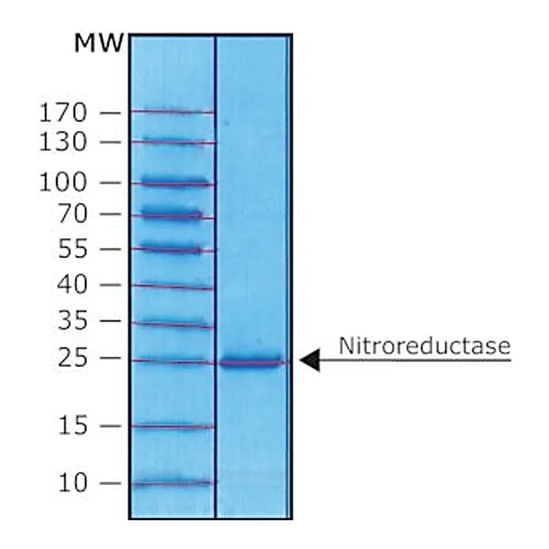 Merck NITROREDUCTASE FROM ESCHERICHIA COLI