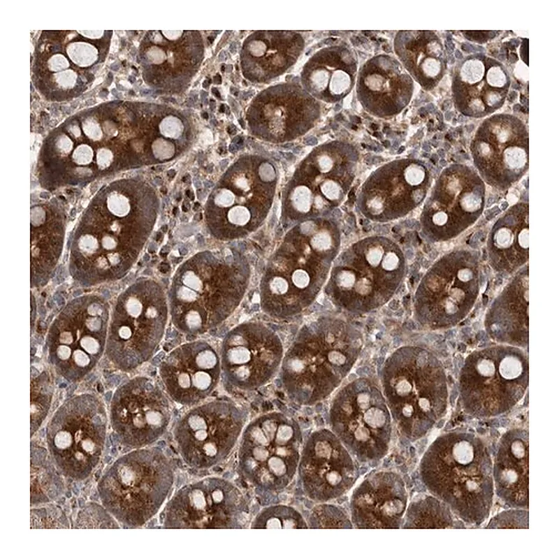 Merck Anti-FLAD1 antibody produced in rabbit