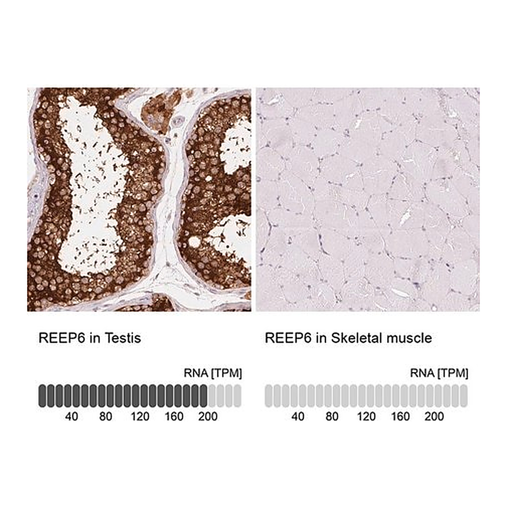 Merck Anti-REEP6 antibody produced in rabbit